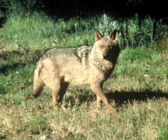 Abatido un lobo ibérico en Valdelosa (Salamanca) tras el incremento de ataques al ganado en las últimas semanas